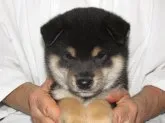 柴犬(標準サイズ)【愛媛県・男の子・2018年5月30日・黒色】の写真1「７/12日撮影致しました」