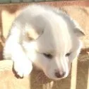 柴犬(標準サイズ)【愛媛県・男の子・2014年2月15日・】の写真1「最新動画、掲載中です♪」