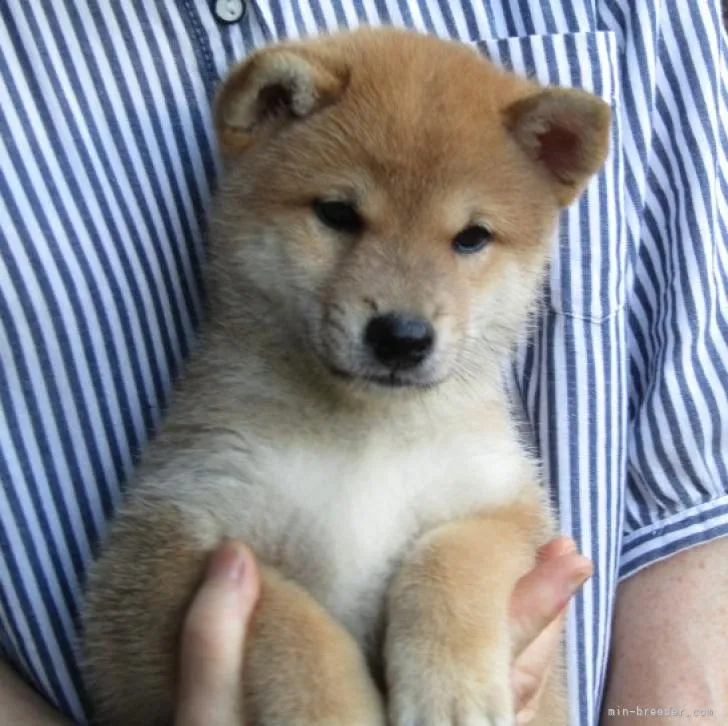 ID:2207-04742の子犬