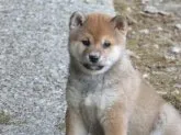柴犬(標準サイズ)【愛媛県・女の子・2021年2月20日・赤色】の写真2「可愛い顔立ちで癒されます。(^^♪」