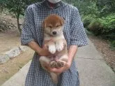 柴犬(標準サイズ)【愛媛県・男の子・2021年7月22日・赤色】の写真2「健康的に成長して居ます。」