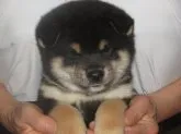 柴犬(標準サイズ)【愛媛県・男の子・2018年5月30日・黒色】の写真2「理想的な配色です。」