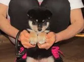 柴犬(標準サイズ)【愛媛県・女の子・2017年7月28日・黒色】の写真2「配色のとてもきれいな癒し系の黒ちゃんです。」