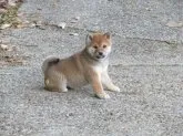 柴犬(標準サイズ)【愛媛県・女の子・2021年2月20日・赤色】の写真3「性格の可愛い綺麗な女の子です。(^^♪」