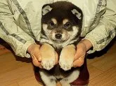 柴犬(標準サイズ)【愛媛県・女の子・2016年11月27日・黒色】の写真3「全体のバランスも良く素晴らしいの一言です♪」