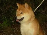 柴犬(標準サイズ)【愛媛県・男の子・2016年5月26日・赤色】の写真3「良きパートナーとしてお勧めです。」