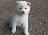 柴犬(標準サイズ)【愛媛県・女の子・2023年9月29日・白色】の写真3「穏やかに日々成長しています。」