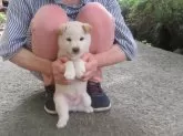 豆柴【愛媛県・男の子・2024年6月4日・白色】の写真3「癒し効果満点の豆ちゃんです。」