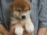 柴犬(標準サイズ)【愛媛県・男の子・2021年7月22日・赤色】の写真3「凛々しく成長して居ます」