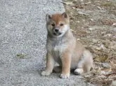 柴犬(標準サイズ)【愛媛県・女の子・2021年2月20日・赤色】の写真4「健康的に成長しています。(^^♪」