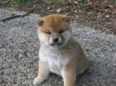 柴犬(標準サイズ)【愛媛県・女の子・2022年12月16日・赤色】の写真4「癒し効果満点の女の子（　＾ω＾）・・・」