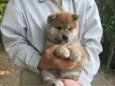 柴犬(標準サイズ)【愛媛県・男の子・2024年3月29日・赤色】の写真4「癒し効果満点のお勧めの子犬です。」
