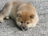 柴犬(標準サイズ)【愛媛県・男の子・2022年12月16日・赤色】の写真5「健康的に成長しています。」