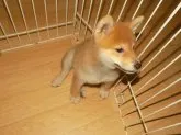 柴犬(標準サイズ)【愛媛県・女の子・2016年7月22日・赤色】の写真5「小さいけど元気一杯です♪」