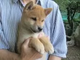 豆柴【愛媛県・女の子・2024年7月27日・赤色】の写真5「綺麗な毛色のお勧めの一頭です（　＾ω＾）・・・」