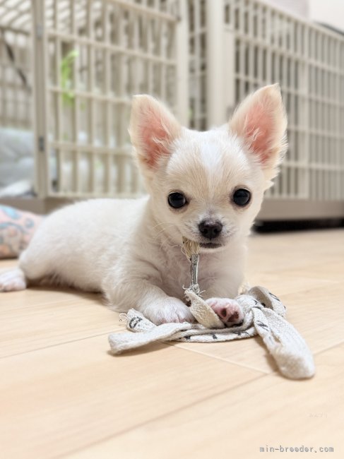 佐藤景子ブリーダーのブログ：ご家族募集中です🍀