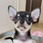 チワワ(スムース)