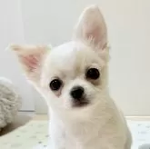 チワワ(ロング)
