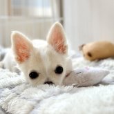 チワワ(ロング)