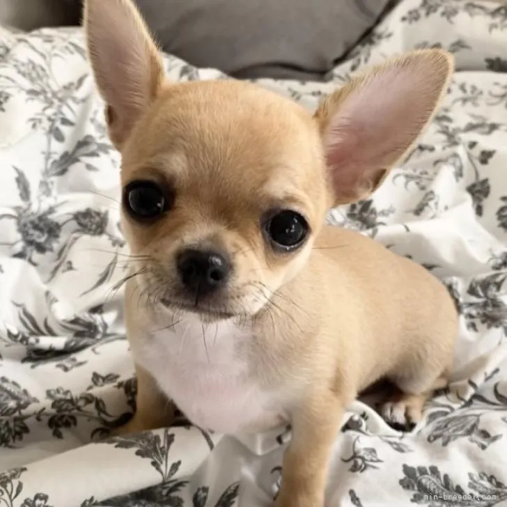 ID：2211-00460の子犬