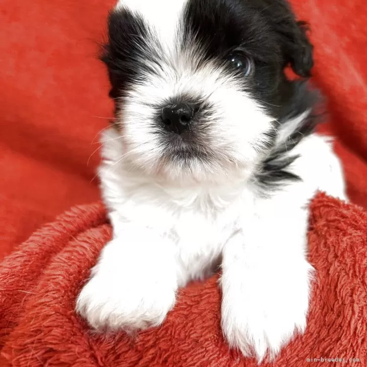 ID：2507-00860の子犬