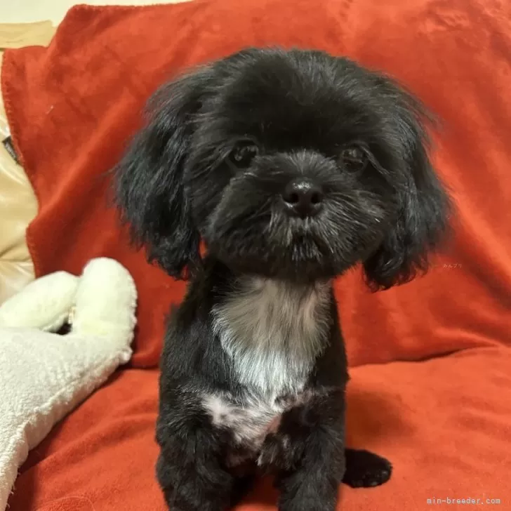 ID:2501-06179の子犬