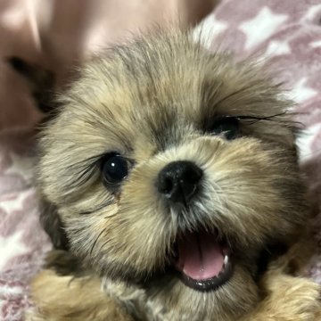 シーズー【石川県・女の子・2024年12月4日・ブラウン】の写真「ブラックマスク愛らしい子から可愛いく進化してます」