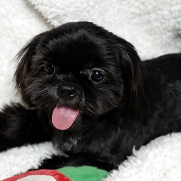 シーズー【石川県・女の子・2025年5月31日・ブラック】の写真「レアカラー、メチャカワの姫」