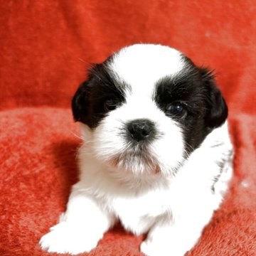 シーズー【石川県・男の子・2025年10月28日・ブラック&ホワイト】の写真「コロコロツヤツヤのイケメンボク」