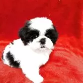 シーズー