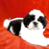 シーズー