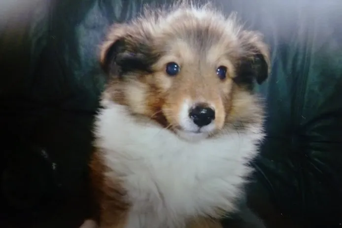 ID：1503-00772の子犬
