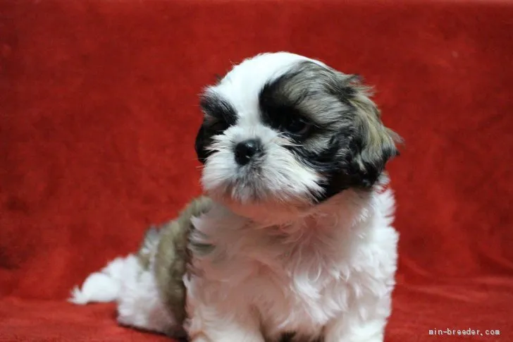 ID：2004-00955の子犬