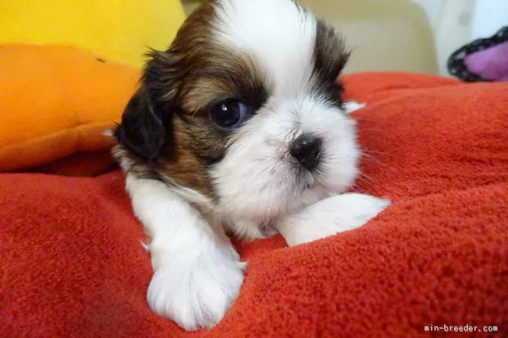 ナナ 様のお迎えした子犬