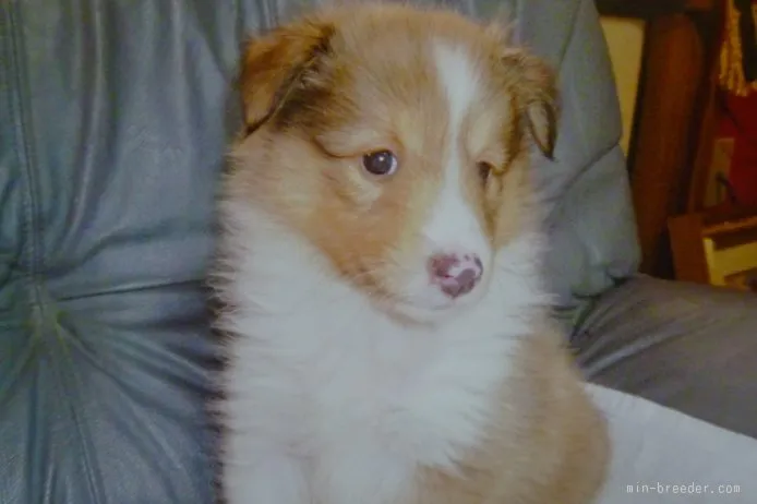 ID:1507-00115の子犬
