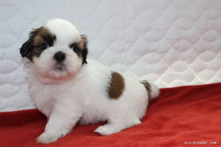ID：1807-02271の子犬