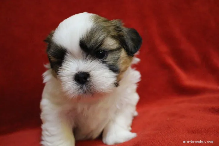 丸一 様のお迎えした子犬