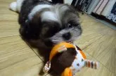 シーズー【石川県・男の子・2015年8月30日・ゴールド&ホワイト】の写真5