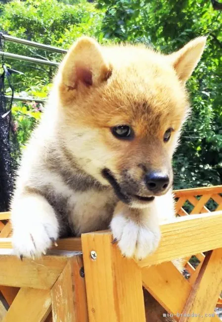ID：1706-02355の子犬