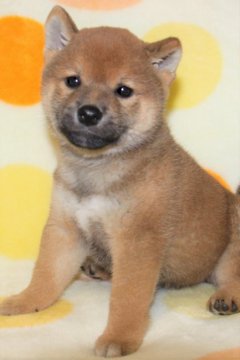 柴犬(標準サイズ)【徳島県・男の子・2018年9月11日・赤】の写真「小ぶりでかわいい良血統の柴犬の男の子」