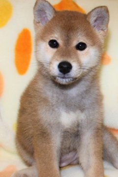 柴犬(標準サイズ)【徳島県・男の子・2018年10月7日・赤】の写真「イケメンで賢い柴犬の男の子」