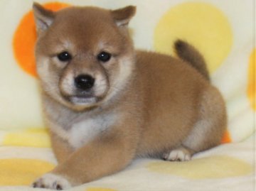 柴犬(標準サイズ)【徳島県・女の子・2019年5月7日・赤】の写真「美人さんの柴犬の女の子」