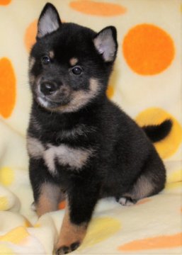 柴犬(標準サイズ)【徳島県・男の子・2019年5月21日・黒】の写真「良血統の黒柴の男の子　7月9日撮影」