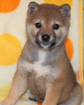柴犬(標準サイズ)【徳島県・男の子・2018年12月1日・赤】の写真「小ぶりでイケメンの柴犬の男の子」