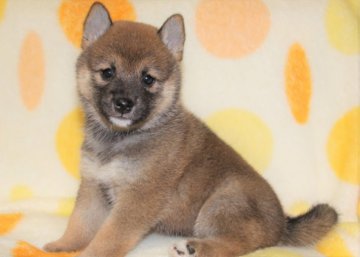 柴犬(標準サイズ)【徳島県・女の子・2019年5月21日・赤】の写真「良血統でかわいい柴犬の女の子」