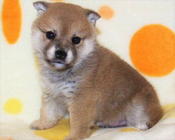 柴犬(標準サイズ)【徳島県・男の子・2018年11月1日・赤】の写真「小ぶりでかわいい良血統の柴犬の男の子」