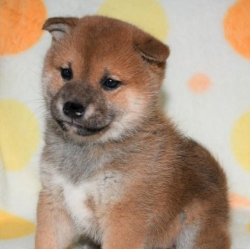 柴犬(標準サイズ)【徳島県・女の子・2023年1月1日・赤】の写真「かわいい柴犬の女の子　2月10日撮影」