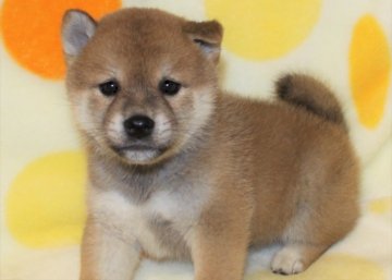 柴犬(標準サイズ)【徳島県・男の子・2019年5月7日・赤】の写真「イケメンの柴犬の男の子　」