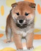 柴犬(標準サイズ)【徳島県・女の子・2023年1月1日・赤】の写真2
