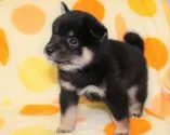 柴犬(標準サイズ)【徳島県・男の子・2019年7月25日・黒】の写真4